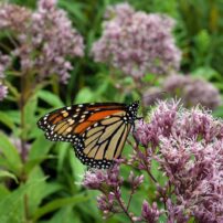 (Photo courtesy of Laura Ockel via Unsplash)