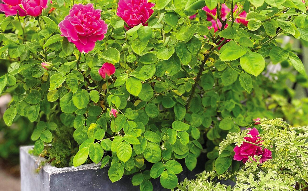 A container of reddish-pink scented 'Princess Anne' rose and not-yet-blooming 'Grey Lady Plymouth.'