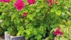 A container of reddish-pink scented 'Princess Anne' rose and not-yet-blooming 'Grey Lady Plymouth.'