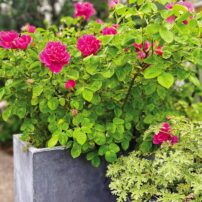 A container of reddish-pink scented 'Princess Anne' rose and not-yet-blooming 'Grey Lady Plymouth.'