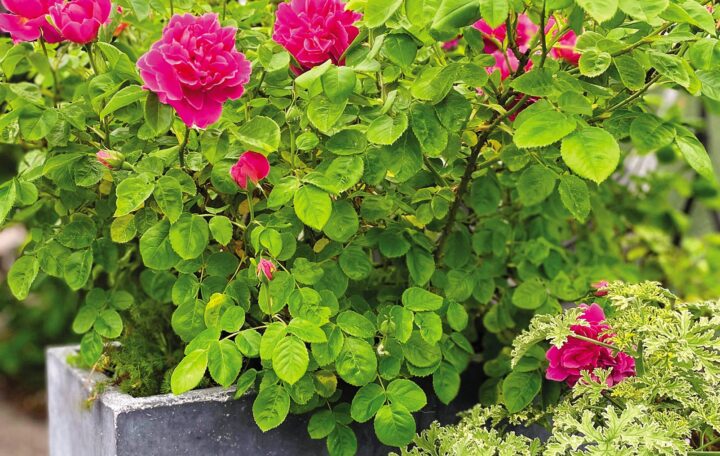 A container of reddish-pink scented 'Princess Anne' rose and not-yet-blooming 'Grey Lady Plymouth.'