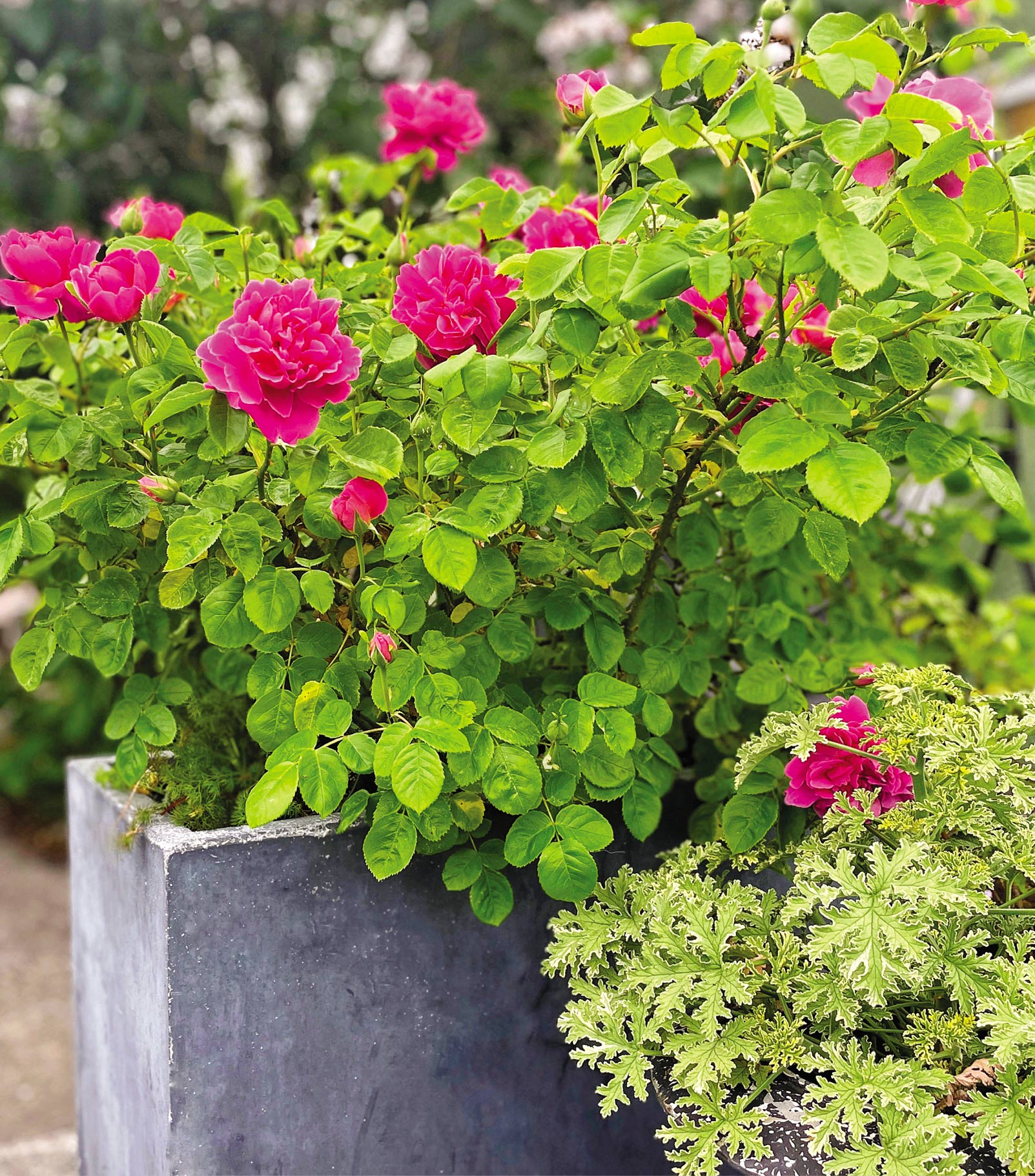 A container of reddish-pink scented 'Princess Anne' rose and not-yet-blooming 'Grey Lady Plymouth.'