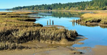 The Mary E. Theler Wetlands Nature Preserve is where the mingling of salt water and fresh water presents a unique, dynamic and vital environment for many animal and plant species.
