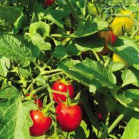 Cherry tomatoes on the vine