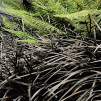 A Garden for All Senses