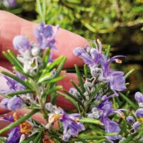 A Garden for All Senses