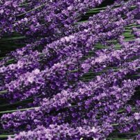 A Garden for All Senses