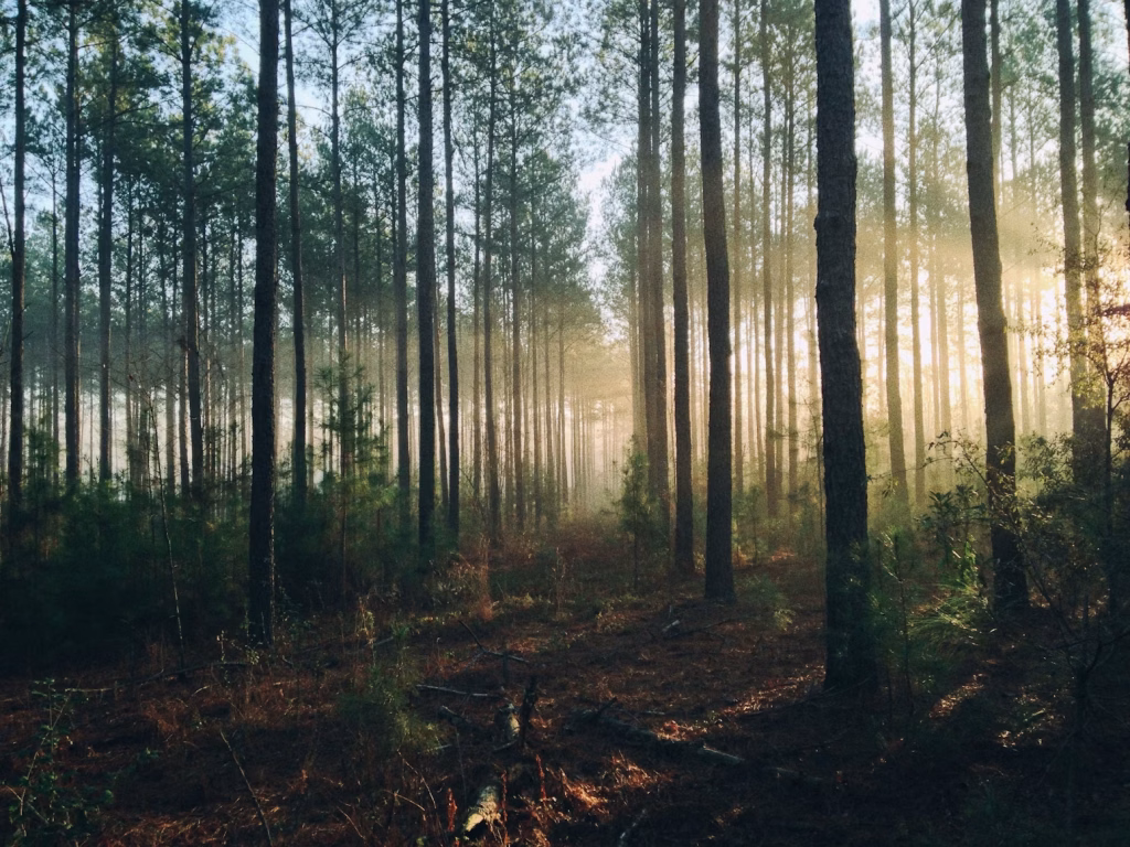Visit a State Park for World Mental Health Day Visit a State Park for World Mental Health Day